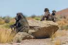 Baboon family taking in the morning sunlight in southern Africa Art Print